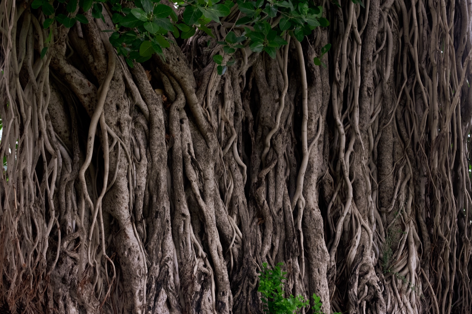 Banyan tree trunk, aerial roots and green canopy used in a Rajasthan biodiversity field report