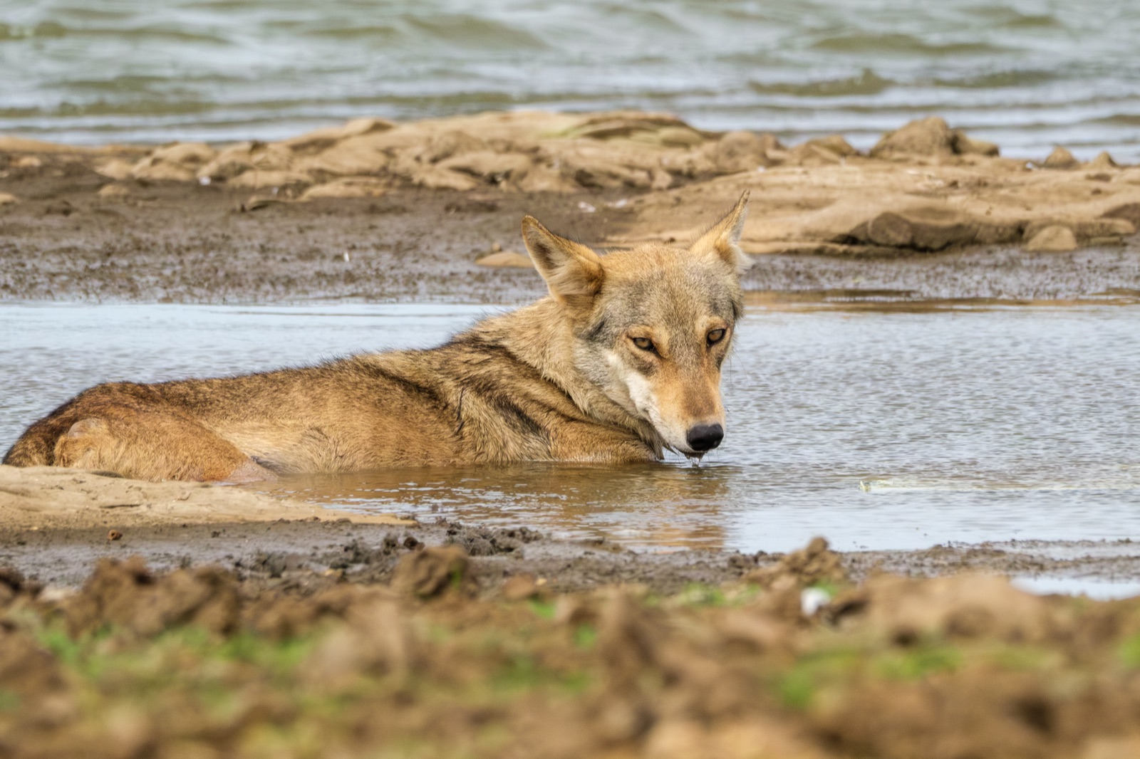 Close photograph of an Indian grey wolf resting in shallow wetland water during summer heat
