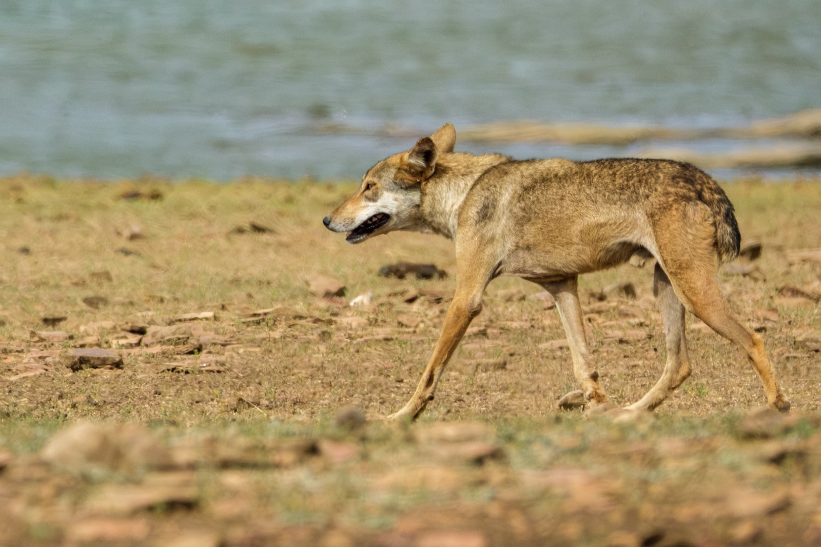 A lone Indian grey wolf walking beside shallow water at Alania wetland in Rajasthan