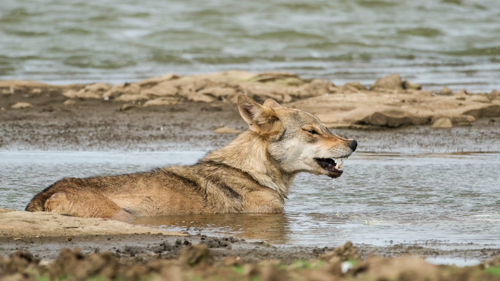 Close field photograph of an Indian grey wolf resting in shallow water at Alania wetland