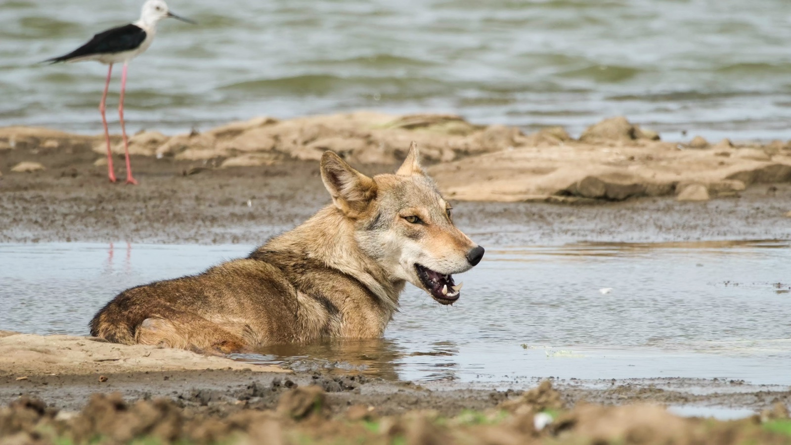 Indian grey wolf in shallow water with a Black-winged Stilt visible in the background