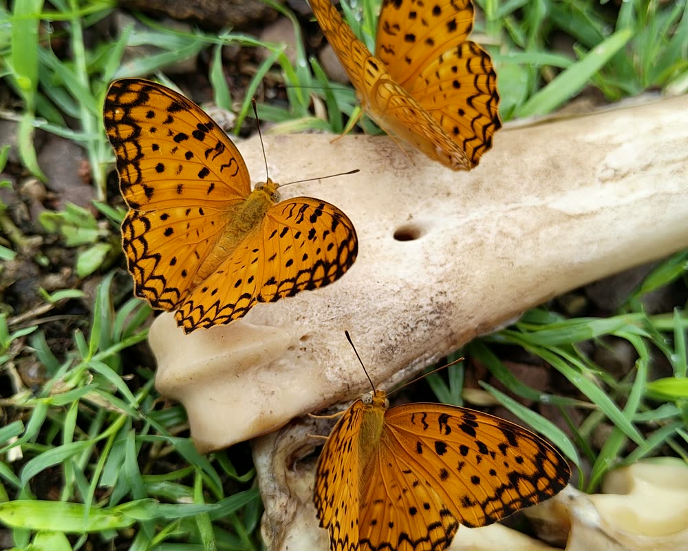 Common leopard butterflies on animal bone in grass