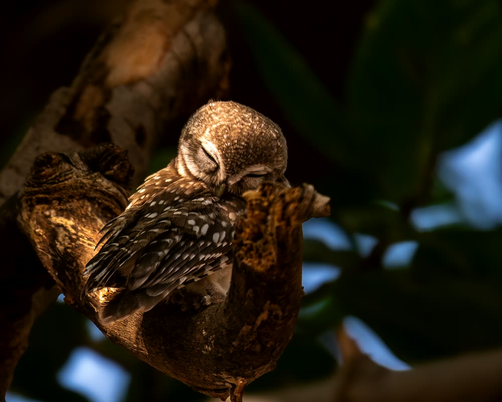 Small owl resting in a tree hollow