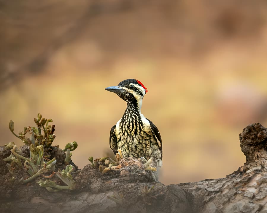 Black-rumped lesser flameback perched on a tree