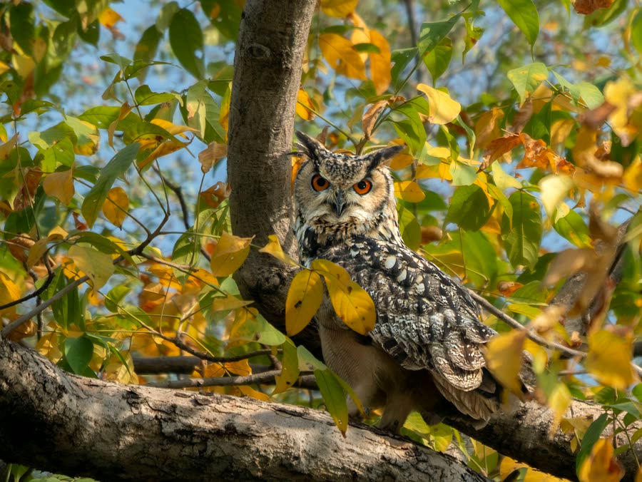 Indian eagle-owl among yellow and green leaves