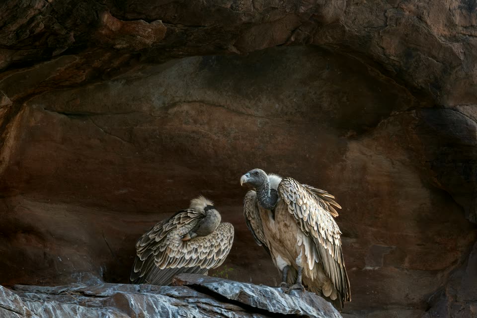 Indian vultures resting against a rocky cliff