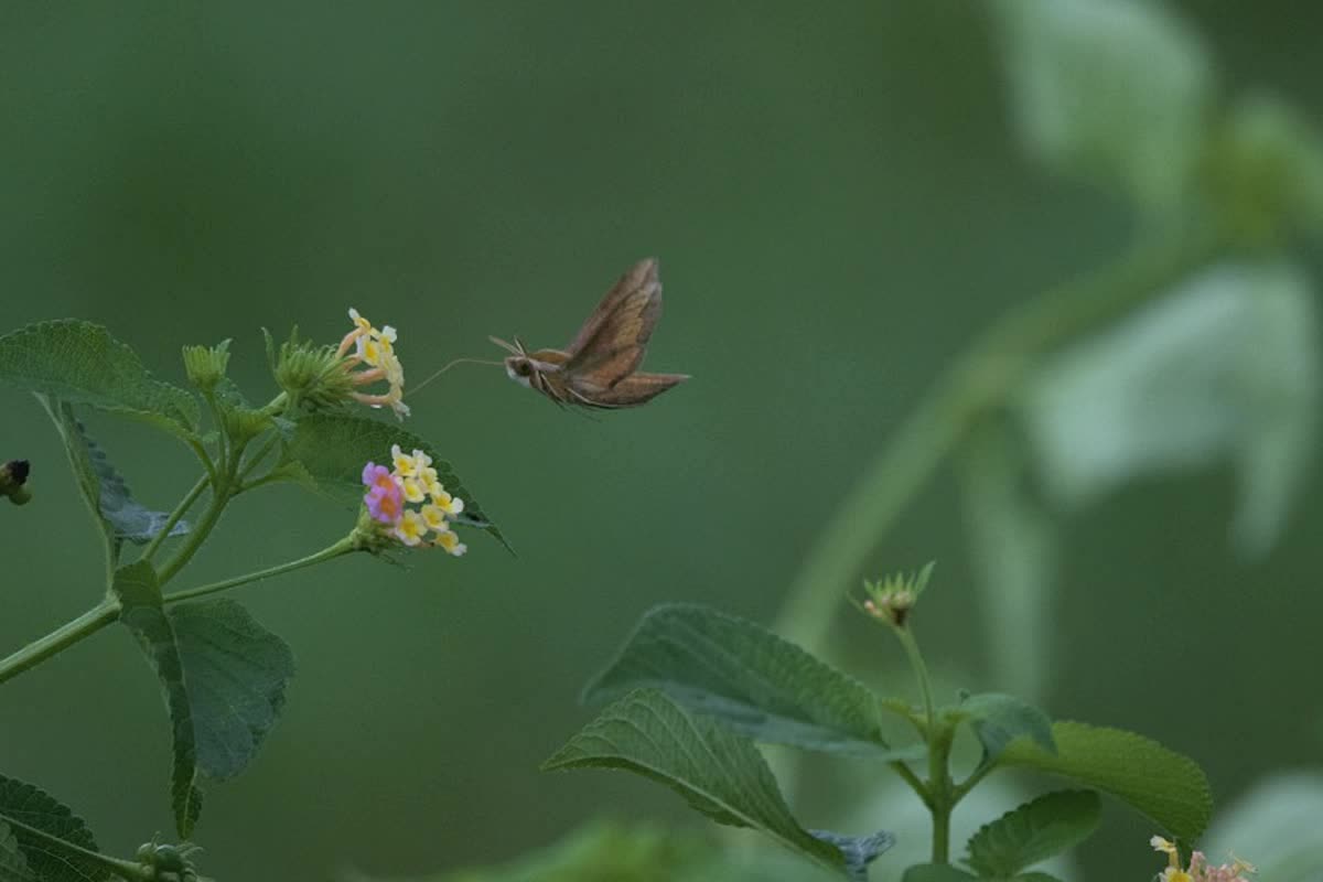 Hummingbird moth feeding at flowers