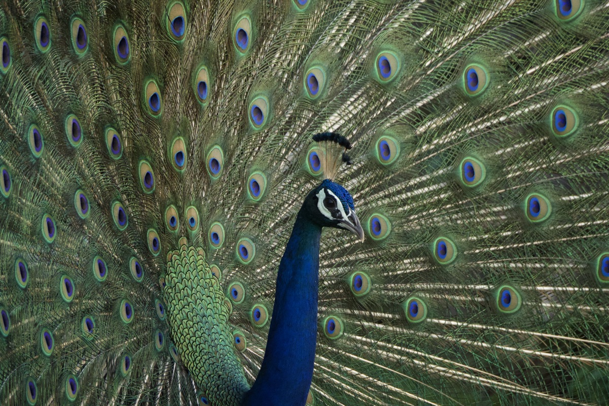 Indian peafowl in dry woodland