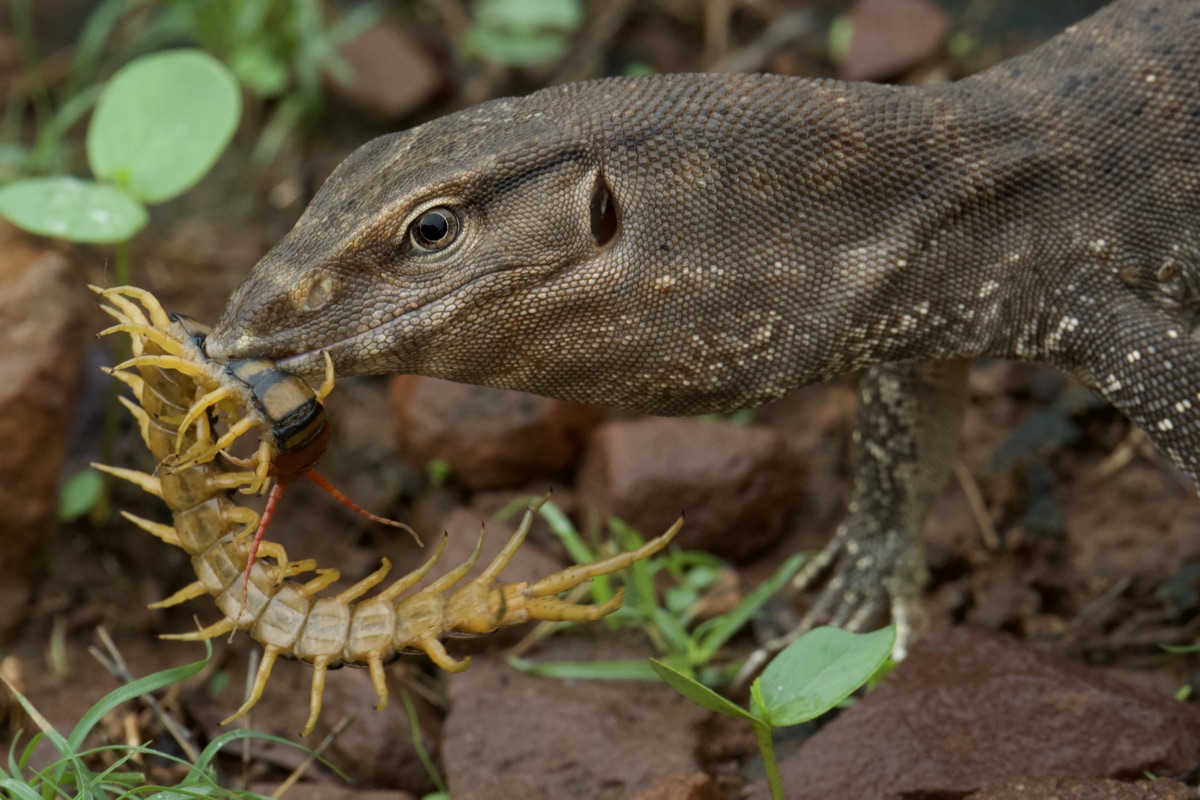 Monitor lizard holding prey on forest floor