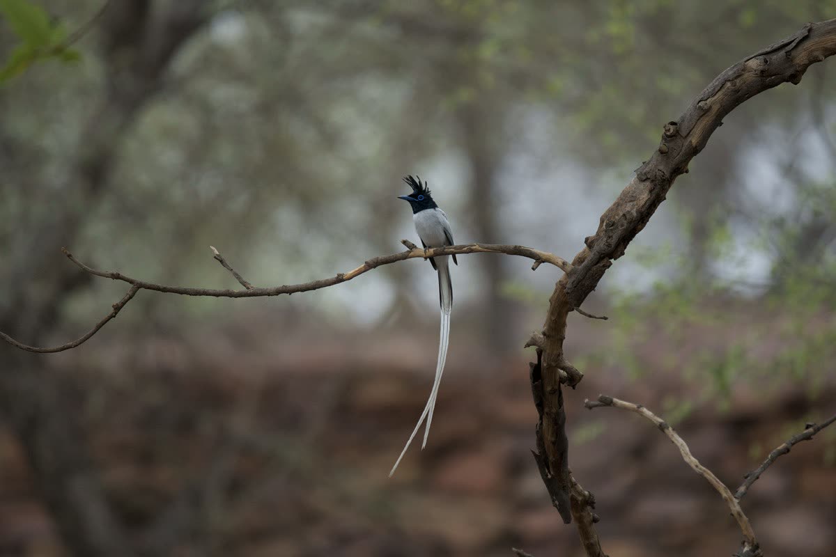 Paradise flycatcher perched in woodland