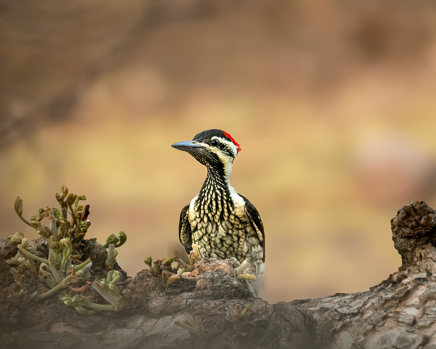 Black-rumped flameback on a tree trunk