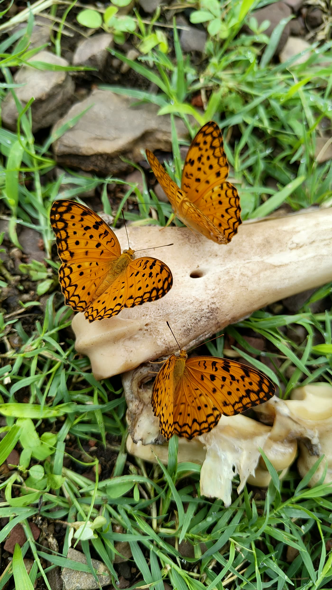 Common leopard butterfly on old animal bones