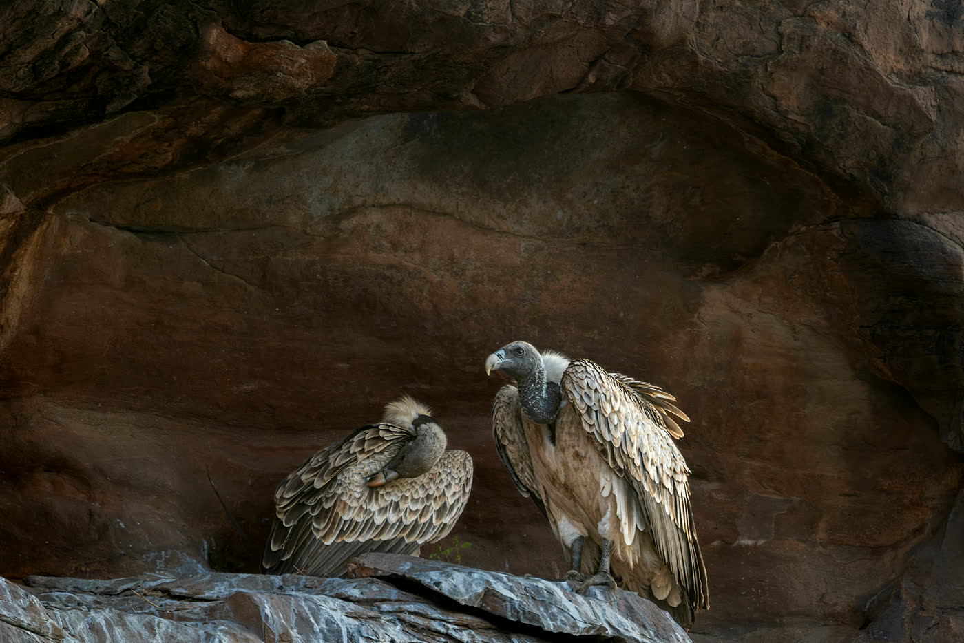 Indian vulture on a rocky cliff ledge