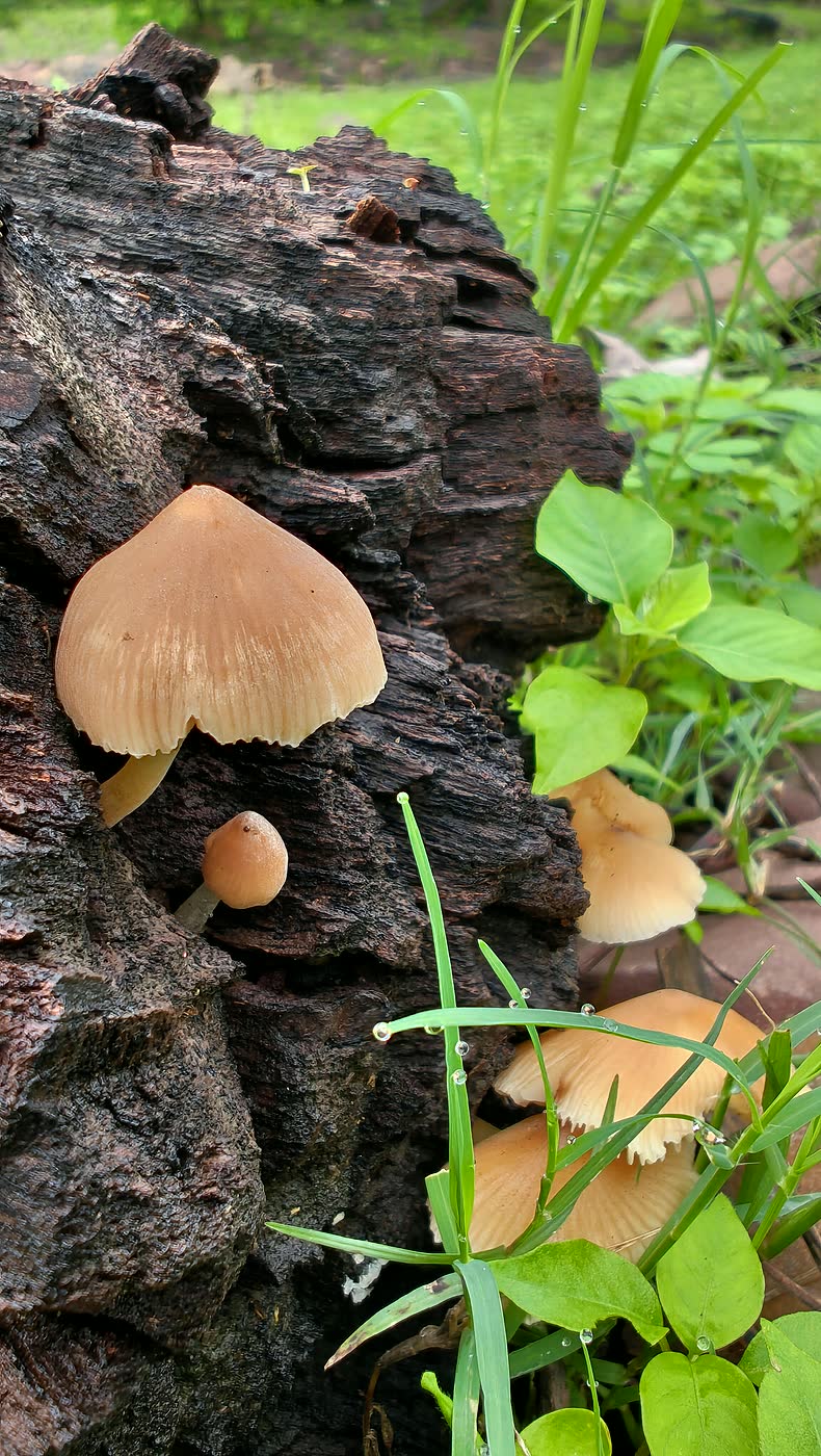 Fungus growing on decaying wood as a microhabitat detail