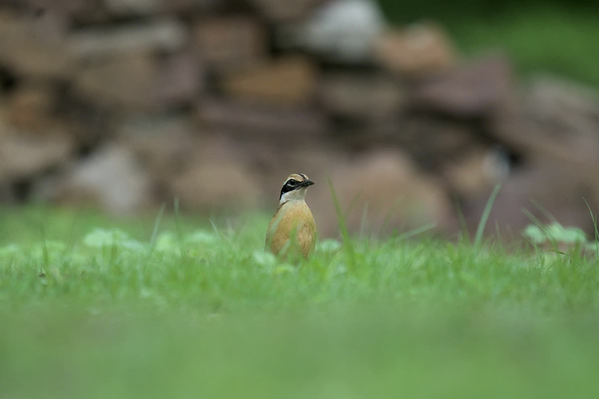Indian pitta in shaded forest understorey