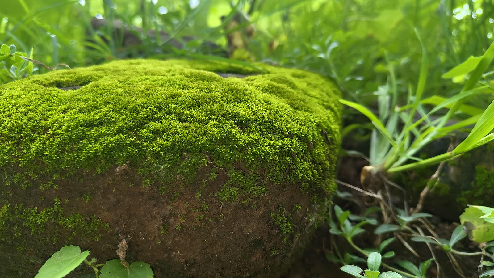 Mossy rock surface showing a moist microhabitat