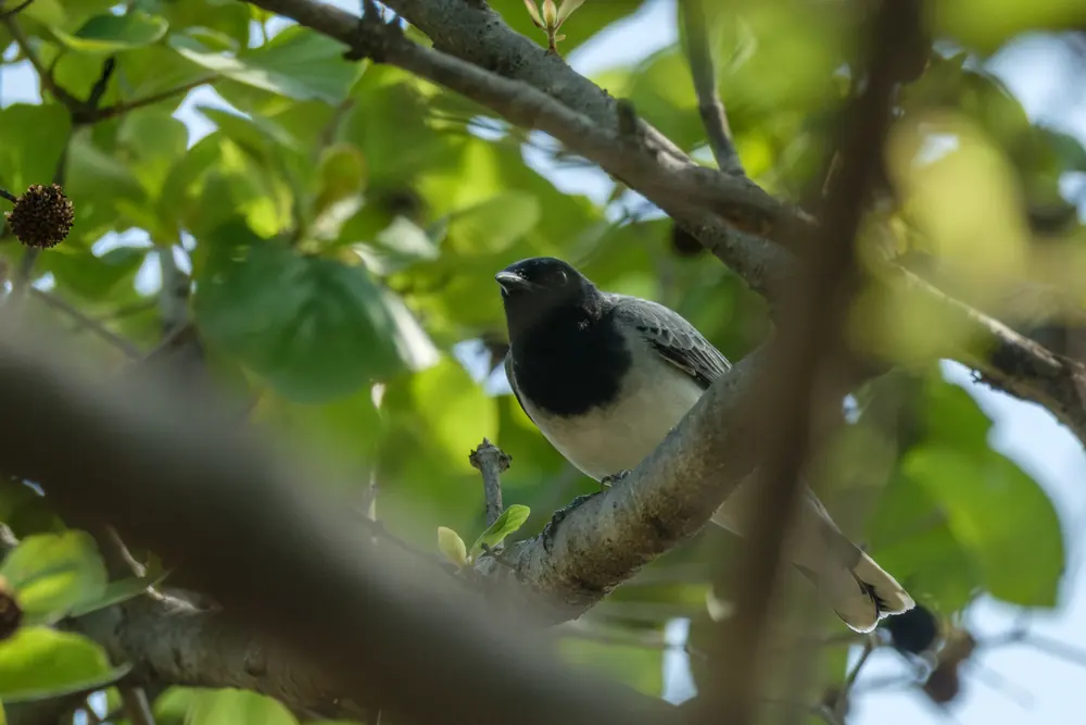 Black-headed Cuckooshrike among leafy branches