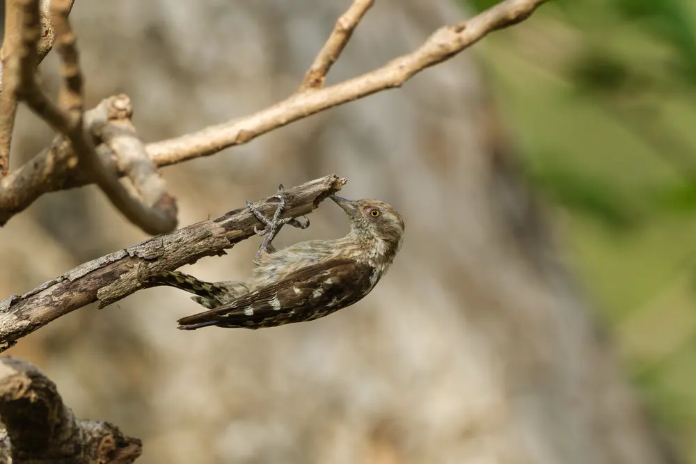Brown-capped Pygmy Woodpecker clinging below a dry branch