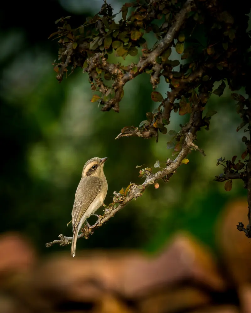 Common Woodshrike perched on a thorny branch