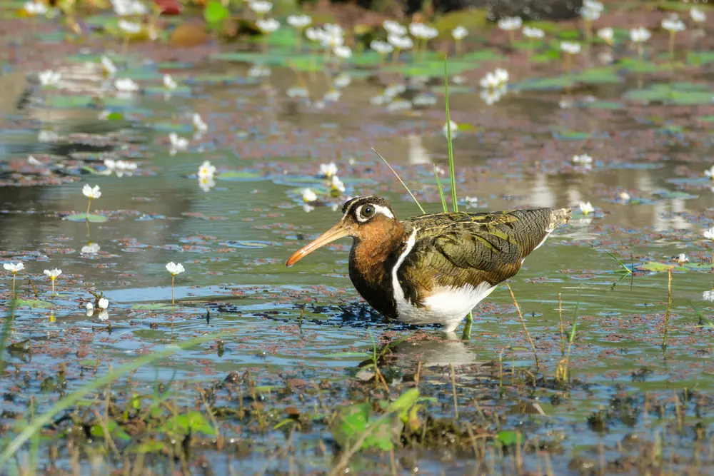 Greater Painted-snipe standing in a flowering wetland