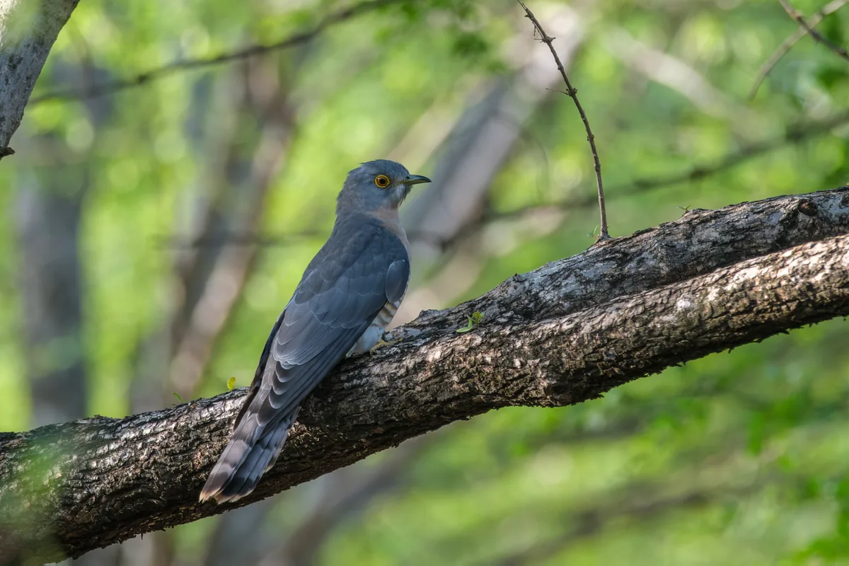 Common Cuckoo perched on a broad woodland branch