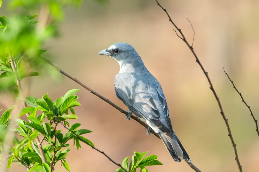 Indian Cuckooshrike perched among fresh leaves