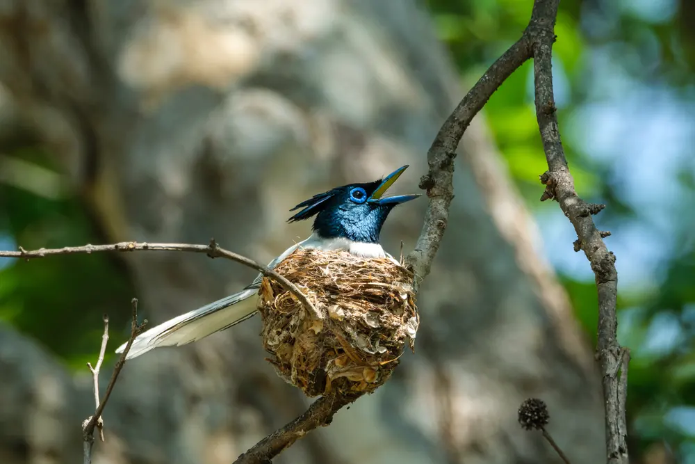 White male Indian Paradise Flycatcher sitting on its nest