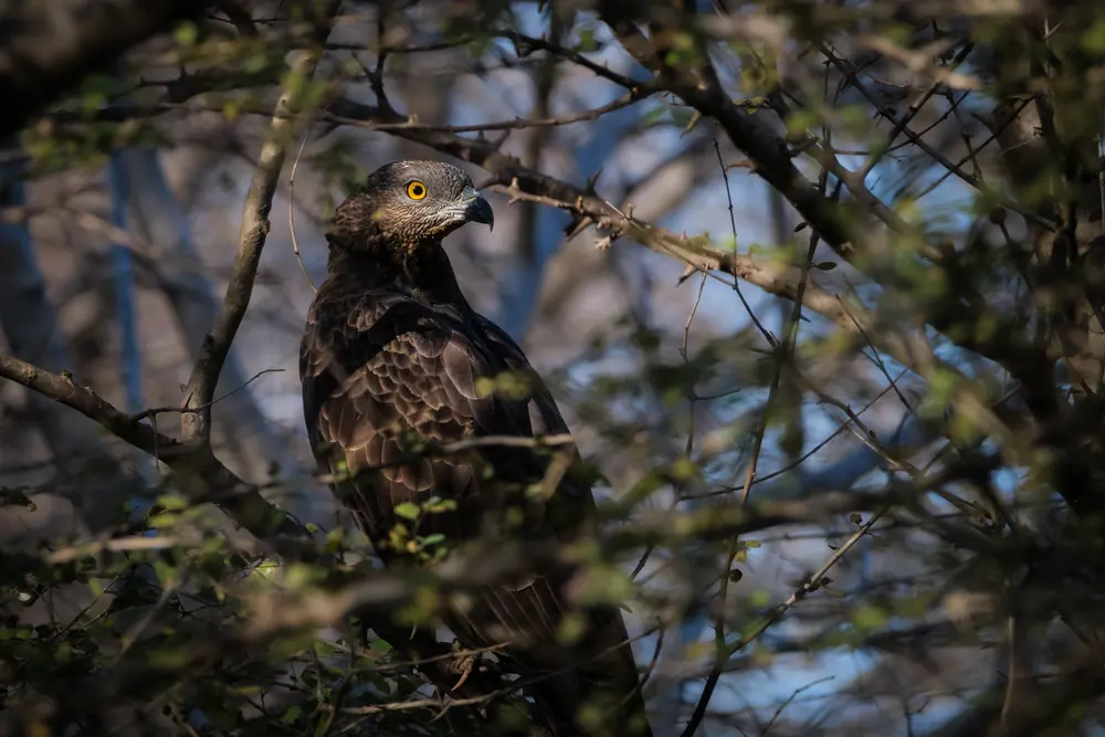 Oriental Honey-buzzard resting within thorny woodland