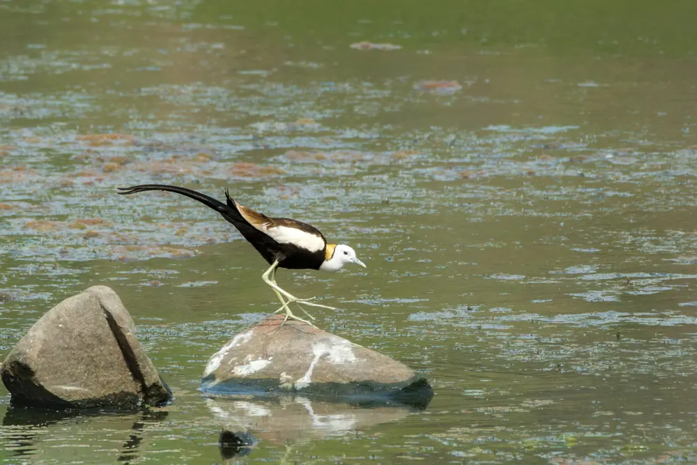 Pheasant-tailed Jacana walking beside wetland rocks