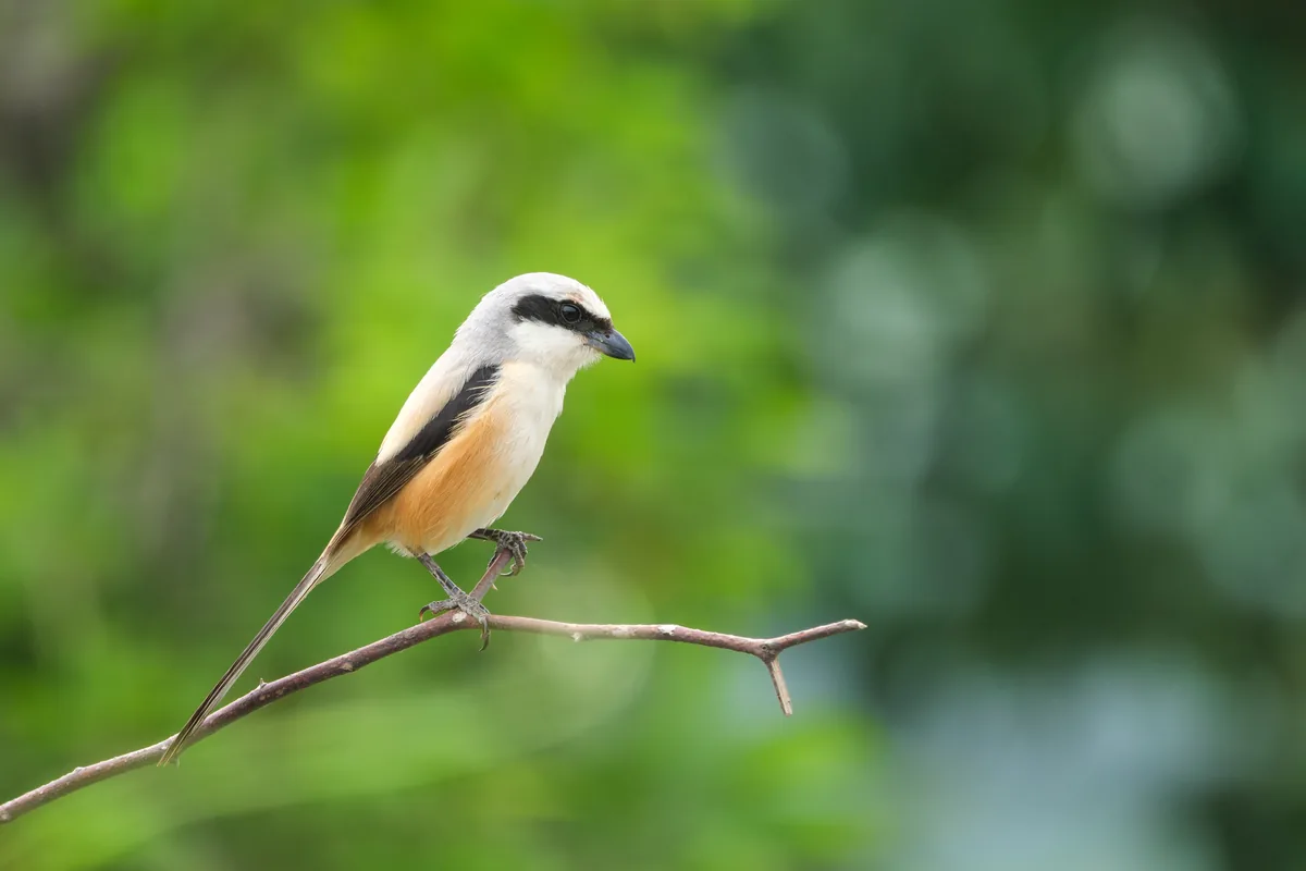 Long-tailed Shrike perched on a slender branch