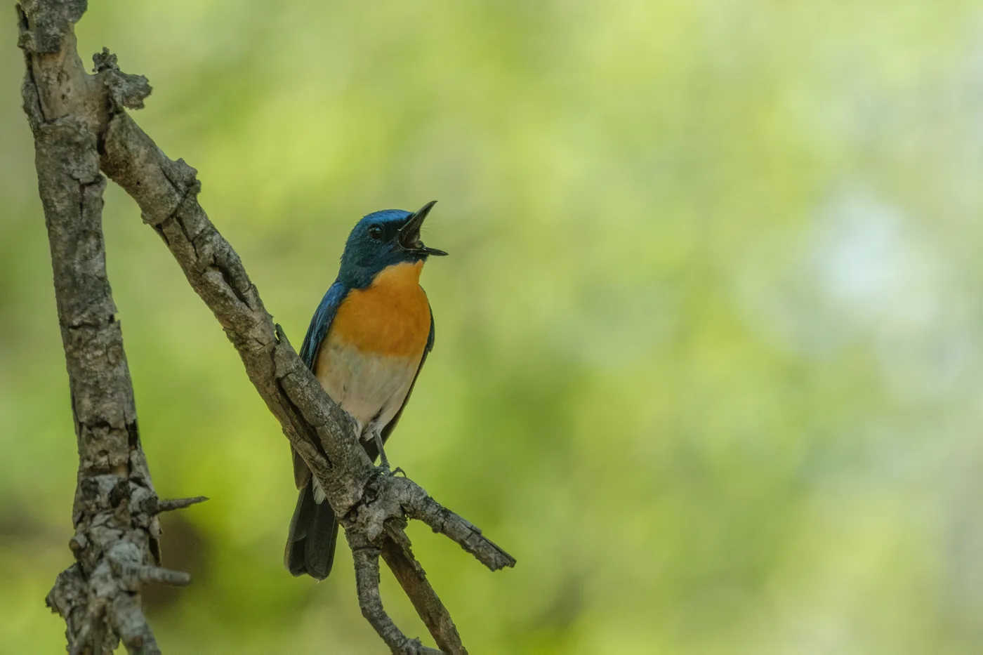 A small blue and orange woodland bird calling from a branch