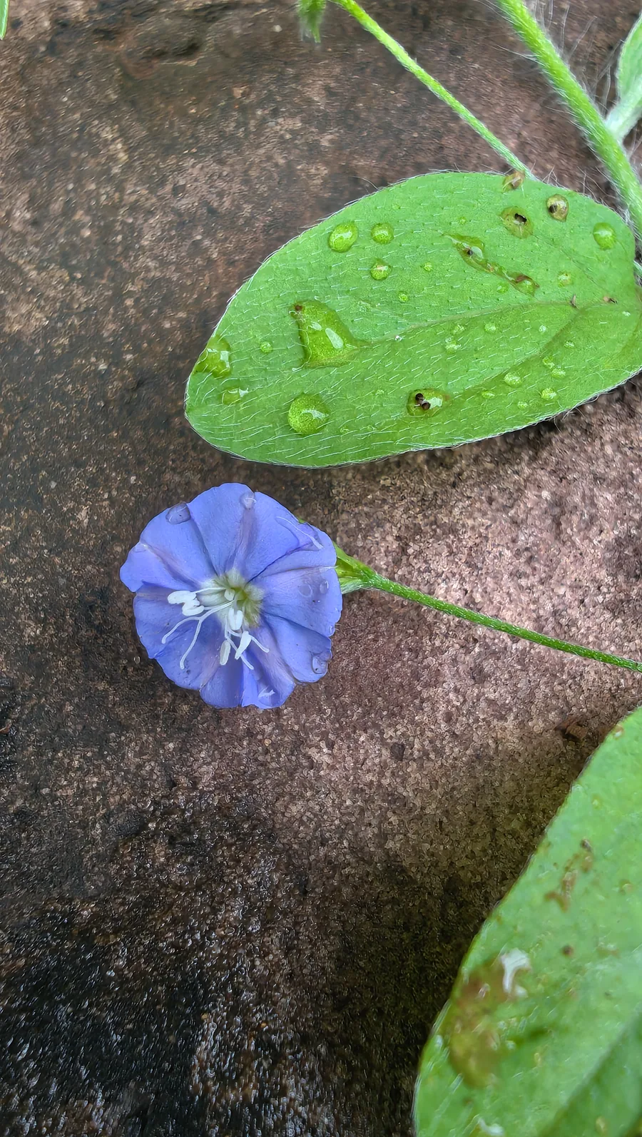 Small blue wildflower