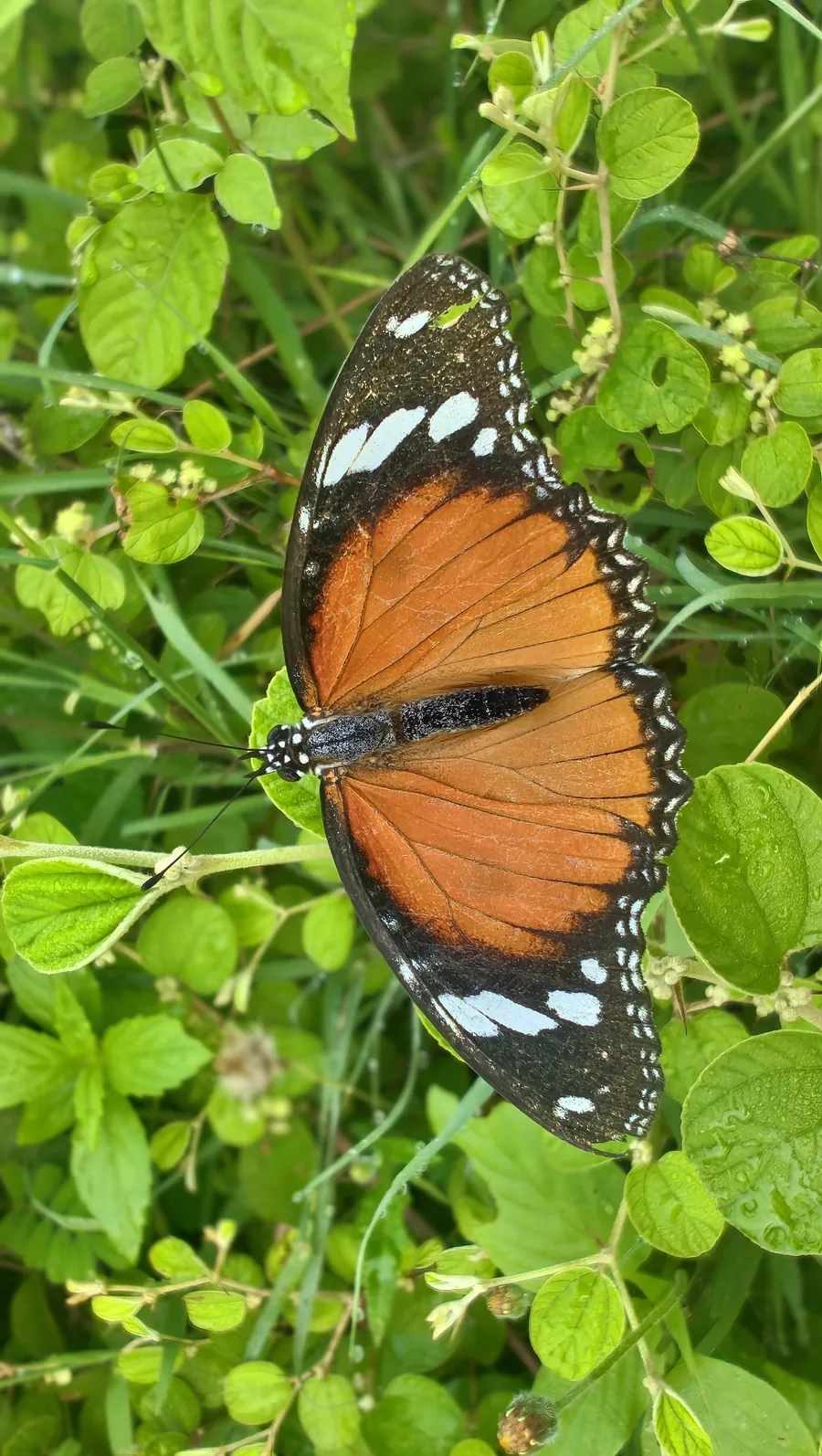 Orange butterfly resting among leaves