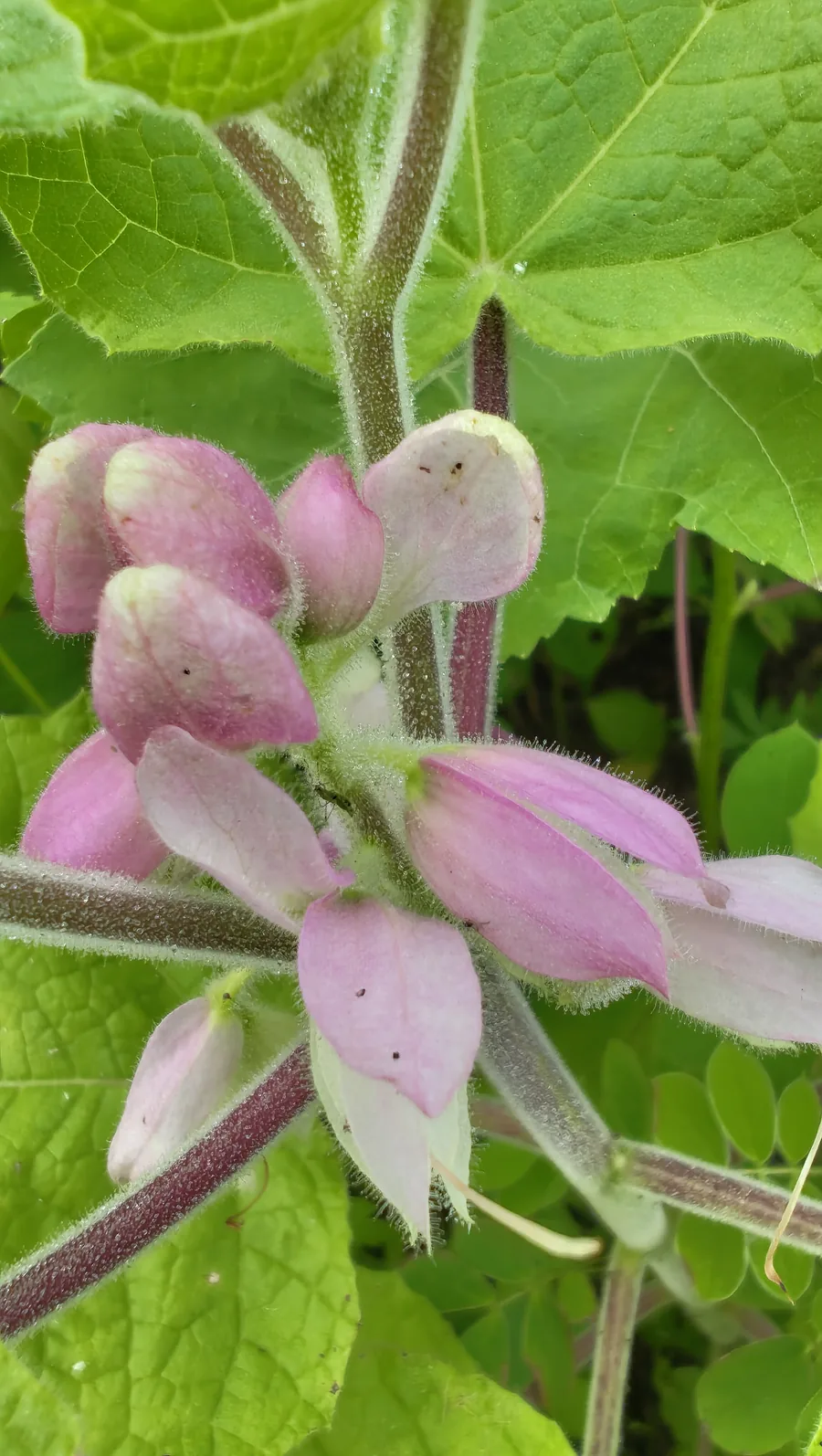 Pink seasonal flower in close detail