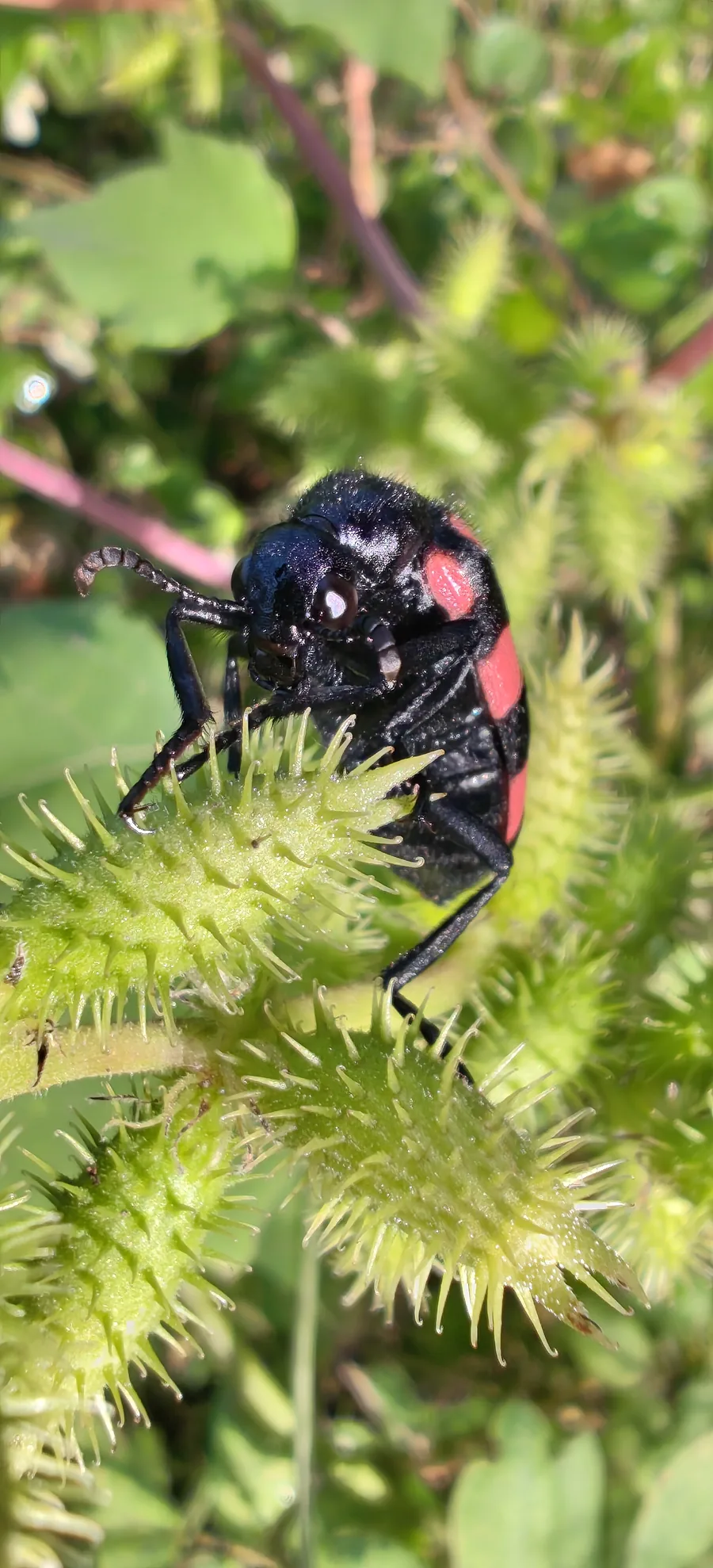 Red and black insect feeding on a flower head