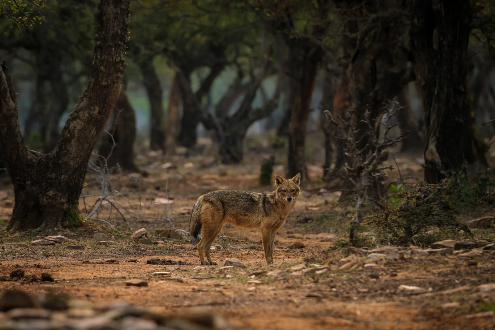 Golden jackal walking through dry woodland