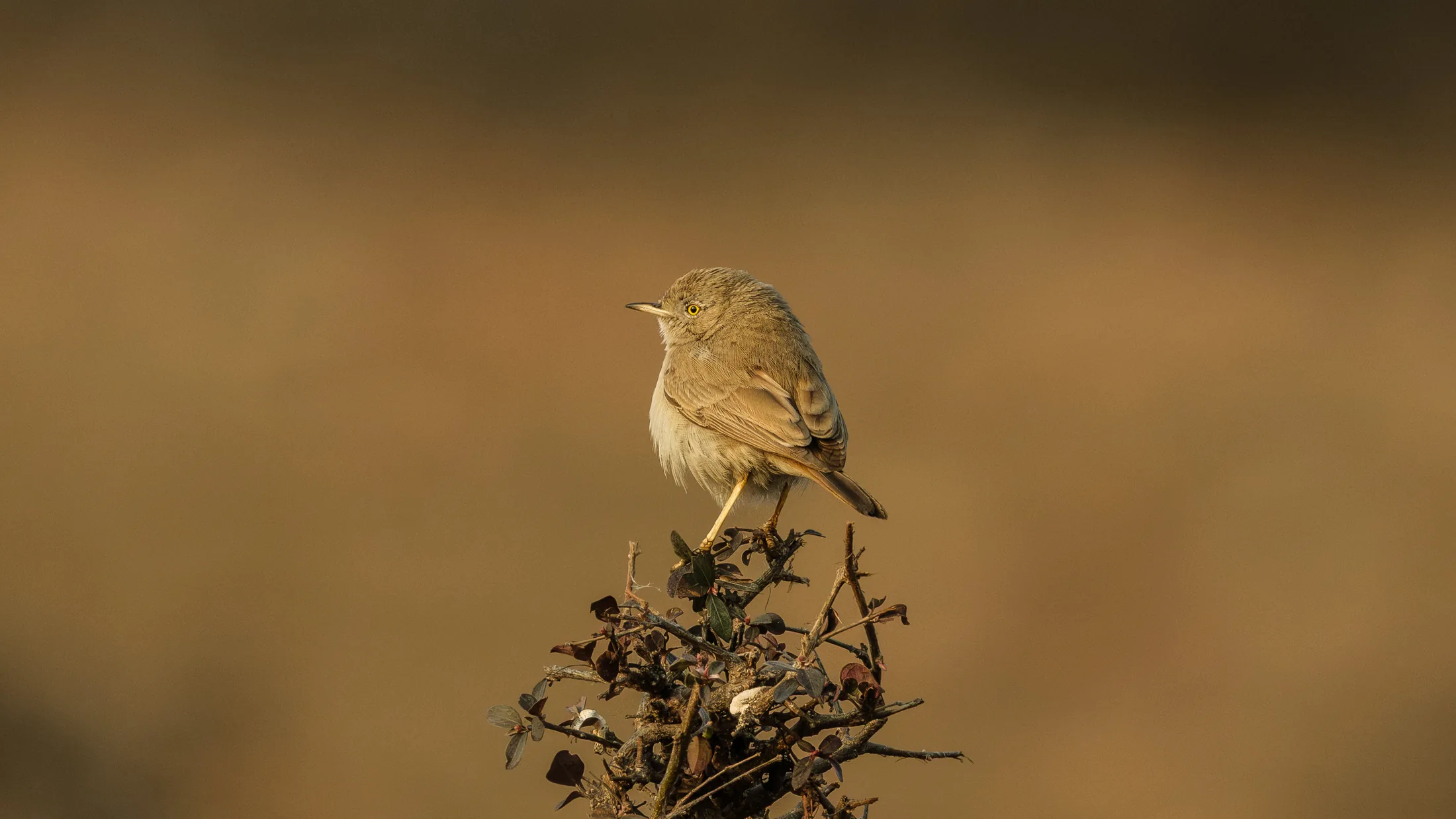 A small scrubland warbler perched against a warm brown background