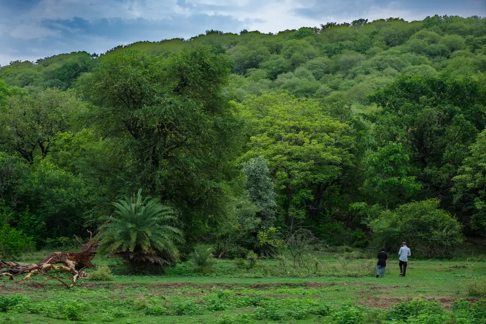 Green monsoon woodland and two people at its edge