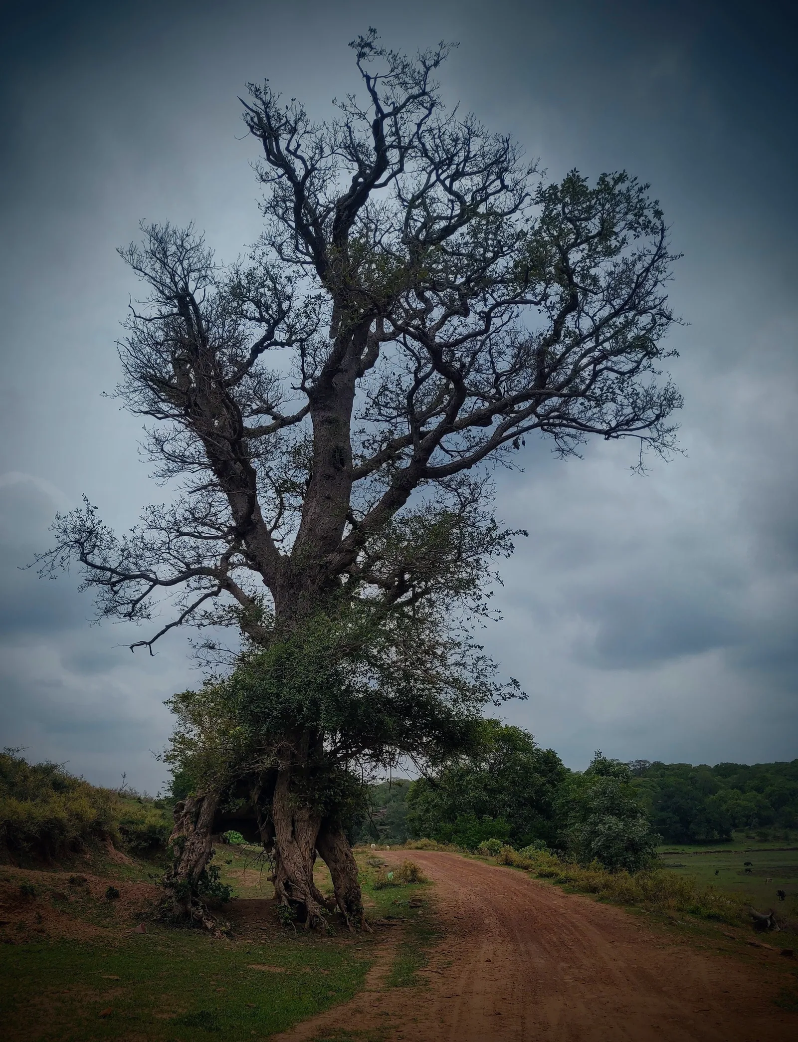 A large old tree beside a woodland track in Mandirgarh’s living landscape