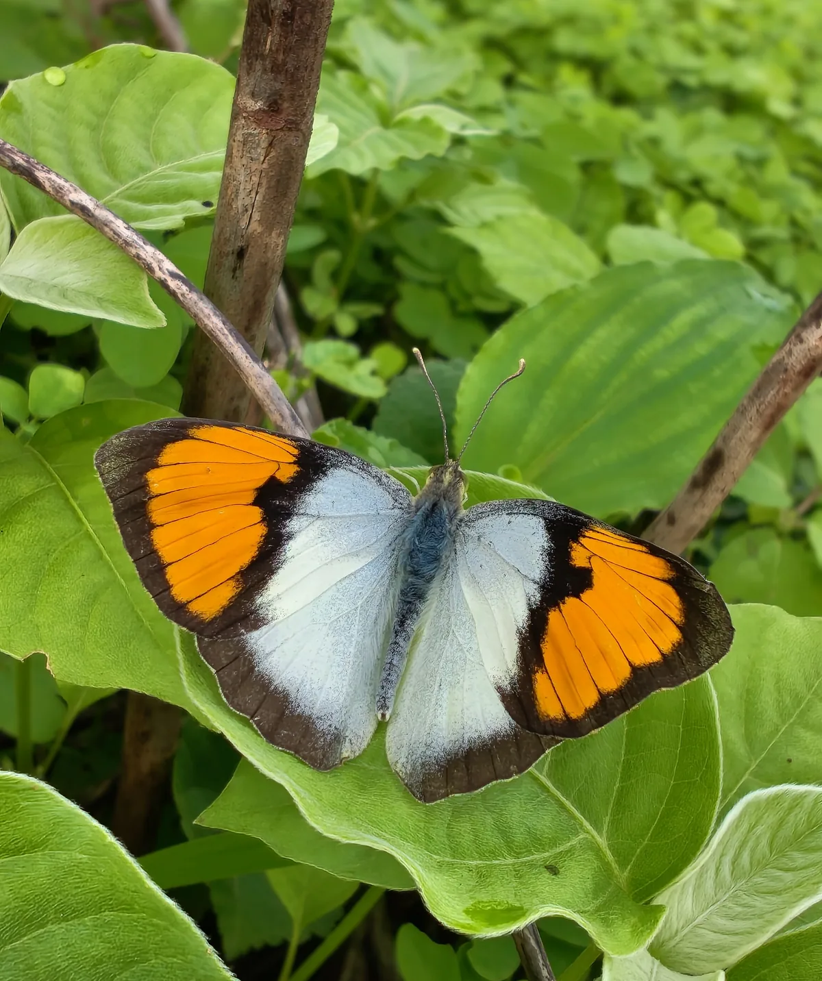 Orange and white butterfly resting on green leaves