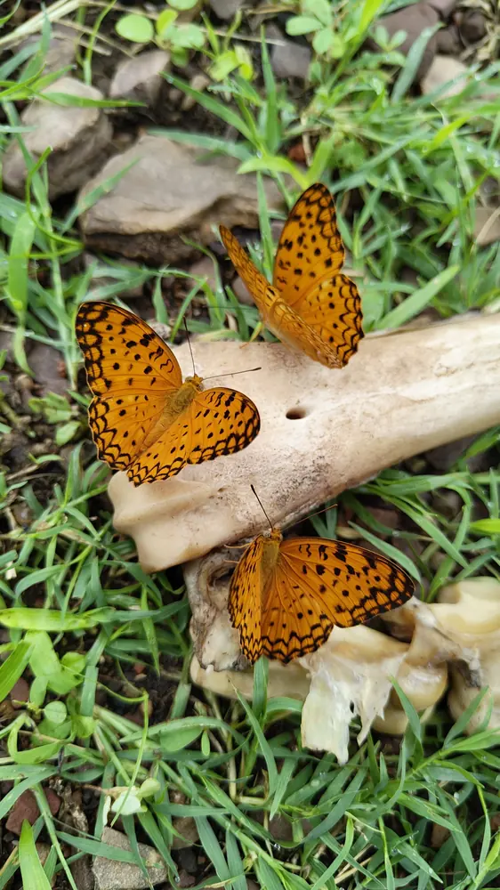 Common Leopard butterflies gathered on the ground