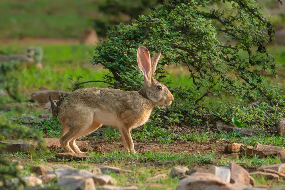 Indian Hare standing beside green scrub