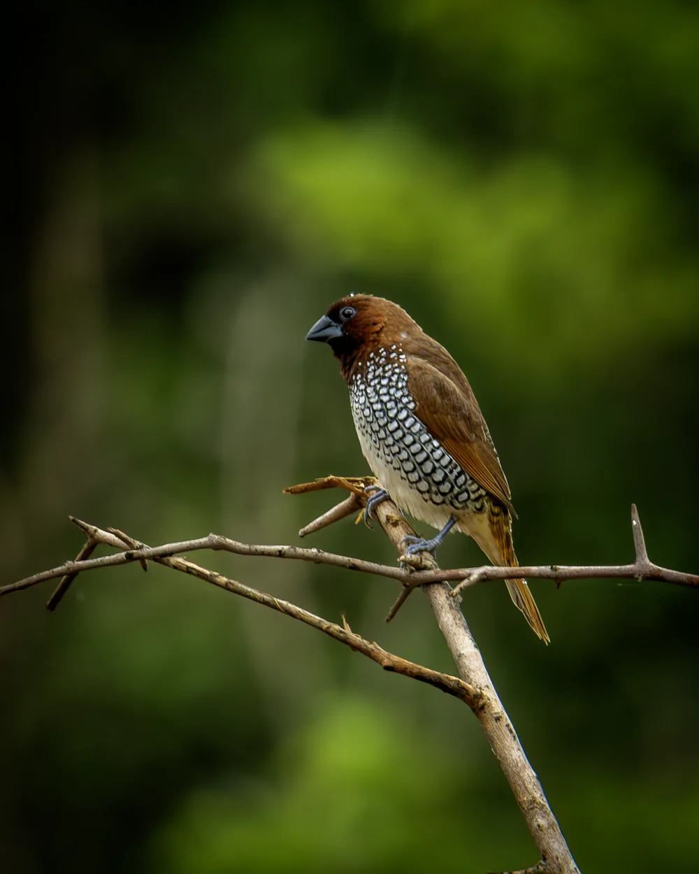 Scaly-breasted Munia on a branch