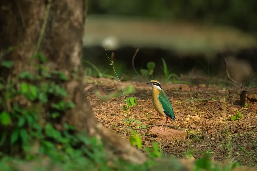 Indian Pitta standing on the woodland floor