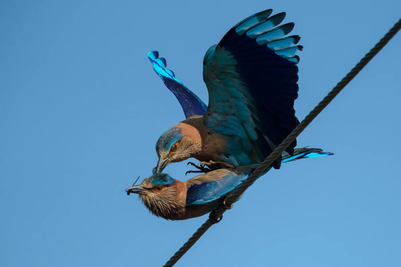 Indian Rollers interacting in flight