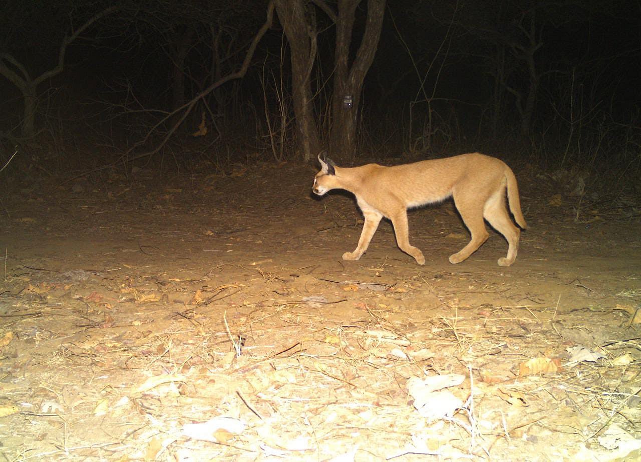 Caracal photographed in the wider Mukundara landscape context