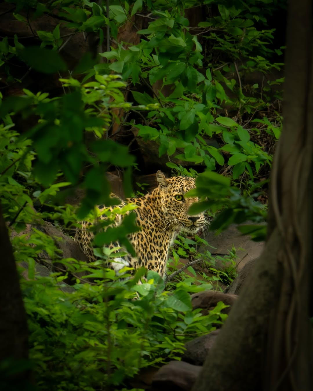 Leopard photographed in dense green habitat in the Mukundara landscape context